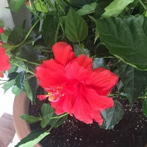 Meet your Posher, Paige